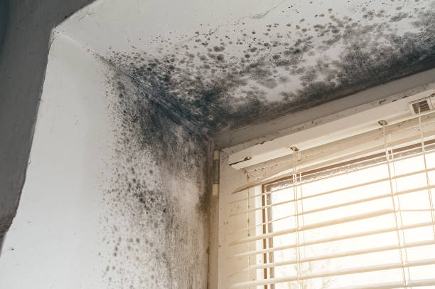 Affordable Bathroom Mold Removal solutions in Harrison, NJ